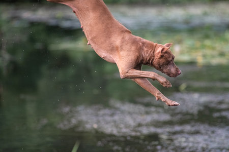 A beautiful thoroughbred American Pit Bull Terrier swims in a fast river.の写真素材