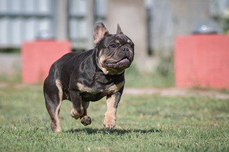 A beautiful pedigree French Bulldog puppy is galloping across the field.の写真素材
