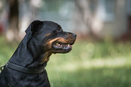 Portrait of a beautiful thoroughbred rottweiler in a summer park in the grass close-up.の写真素材