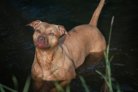 A beautiful thoroughbred American Pit Bull Terrier swims in a fast river.の写真素材