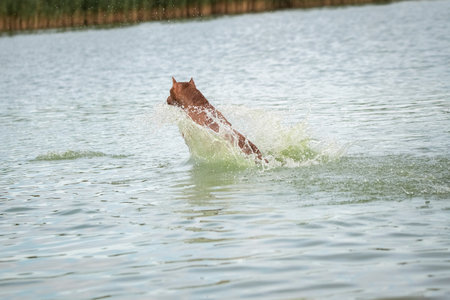A beautiful thoroughbred American Pit Bull Terrier swims in a fast river.の写真素材