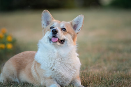 Portrait of a beautiful thoroughbred corgi in the summer city.の写真素材