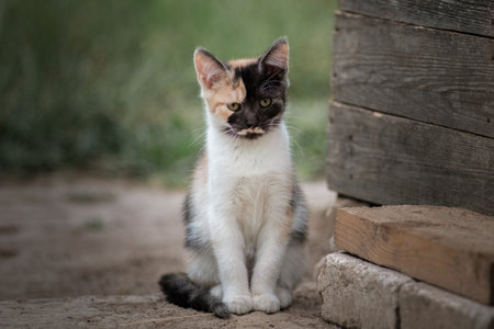 Portrait of a beautiful domestic village cat in the yard of a village house.の写真素材