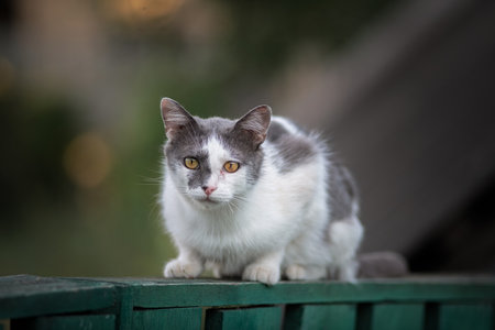 Portrait of a beautiful domestic village cat in the yard of a village house.の写真素材