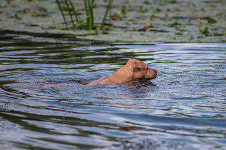 A beautiful thoroughbred American Pit Bull Terrier swims in a fast river.の写真素材