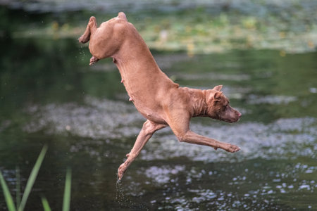 A beautiful thoroughbred American Pit Bull Terrier swims in a fast river.の写真素材