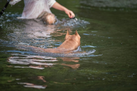 A beautiful thoroughbred American Pit Bull Terrier swims in a fast river.の写真素材