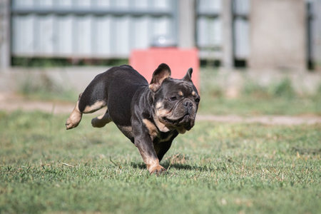 A beautiful pedigree French Bulldog puppy is galloping across the field.の写真素材
