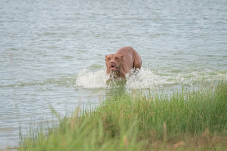 A beautiful thoroughbred American Pit Bull Terrier swims in a fast river.の写真素材