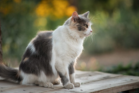 Portrait of a beautiful domestic village cat in the yard of a village house.の写真素材