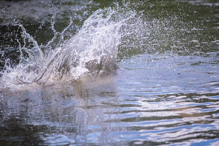 A beautiful thoroughbred American Pit Bull Terrier swims in a fast river.の写真素材