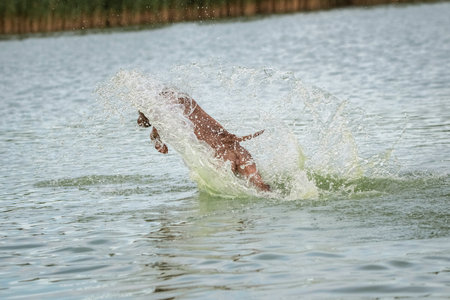 A beautiful thoroughbred American Pit Bull Terrier swims in a fast river.の写真素材