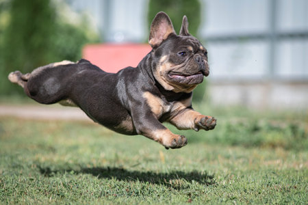 A beautiful pedigree French Bulldog puppy is galloping across the field.の写真素材
