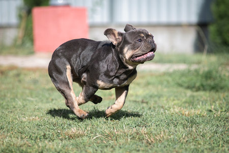 A beautiful pedigree French Bulldog puppy is galloping across the field.の写真素材