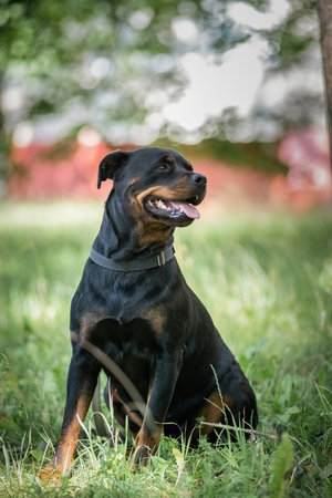 Portrait of a beautiful thoroughbred rottweiler in a summer park in the grass close-up.の写真素材