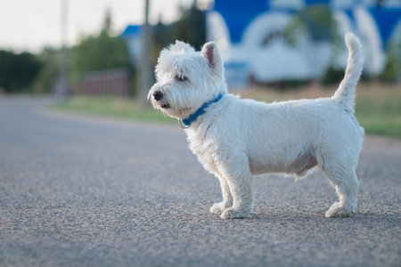 Portrait of a beautiful young west highland white terrier on a sunny day.の写真素材