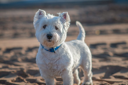 Portrait of a beautiful young west highland white terrier on a sunny day.の写真素材
