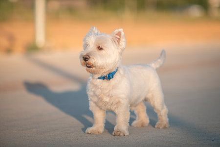 Portrait of a beautiful young west highland white terrier on a sunny day.の写真素材