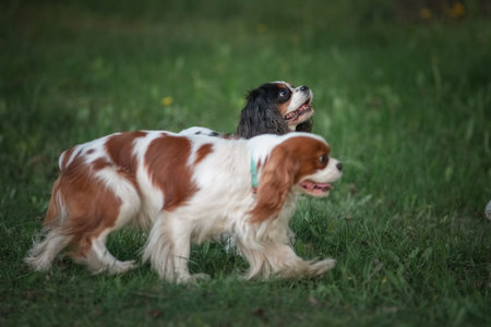 Beautiful purebred cavalier king charles spaniel playing in a summer park.の写真素材