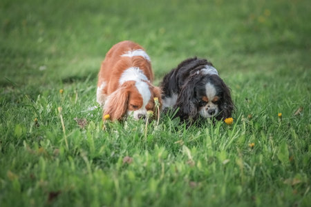 Beautiful purebred cavalier king spaniel playing in a summer park.