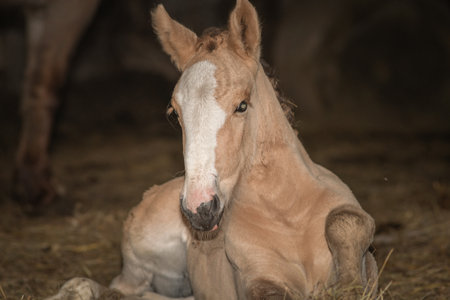 Portrait of a horse in a dark unlit stable.