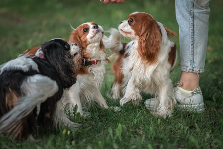 Beautiful purebred cavalier king spaniel playing in a summer park.の写真素材