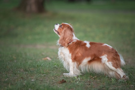 Beautiful purebred cavalier king spaniel playing in a summer park.の写真素材