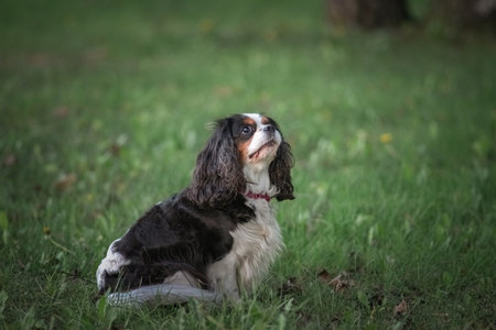 Beautiful purebred cavalier king  spaniel playing in a summer park.の写真素材