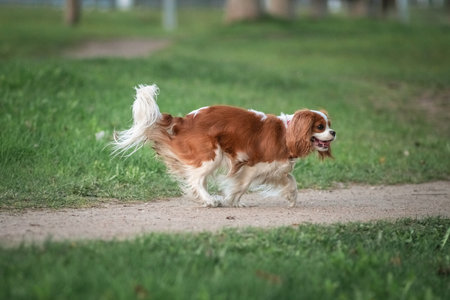 Beautiful purebred cavalier king spaniel playing in a summer park.の写真素材
