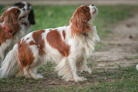 Beautiful purebred cavalier king spaniel playing in a summer park.の写真素材