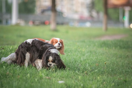 Beautiful purebred cavalier king spaniel playing in a summer park.の写真素材