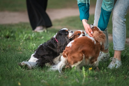 Beautiful purebred cavalier king spaniel playing in a summer park.の写真素材