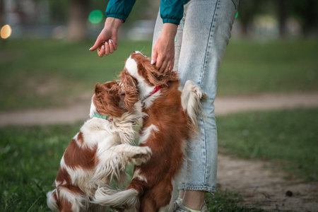 Beautiful purebred cavalier king spaniel playing in a summer park.の写真素材
