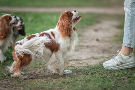 Beautiful purebred cavalier king spaniel playing in a summer park.の写真素材