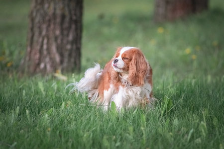 Beautiful purebred cavalier king spaniel playing in a summer park.の写真素材