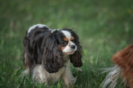 Beautiful purebred cavalier king  spaniel playing in a summer park.の写真素材