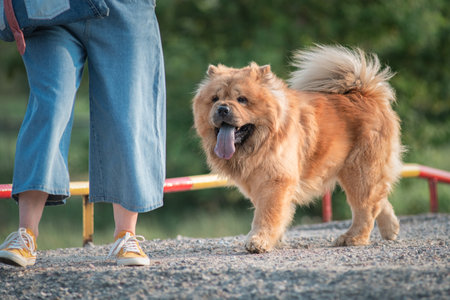A beautiful dog of the Chow Chow breed on a walk in the park on a leash.の写真素材