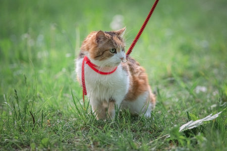 Beautiful cat on a walk on a leash in the grass.の写真素材
