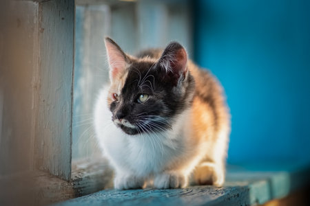 Portrait of a beautiful domestic cat in a rustic yard.の写真素材