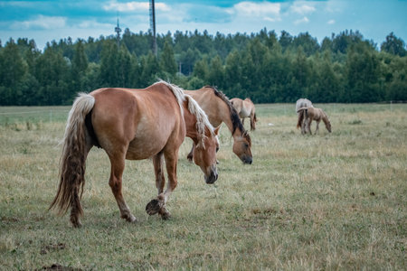 Beautiful thoroughbred horses graze on a summer field after rain.の写真素材