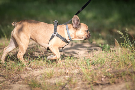 Beautiful thoroughbred French bulldog of fawn color on a walk on the grass.の写真素材
