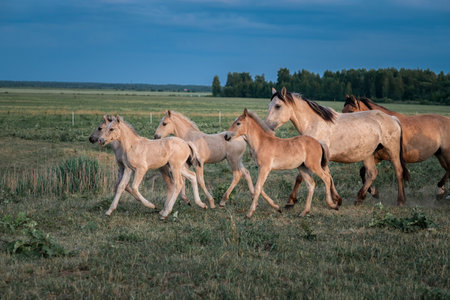 Belarusian draft horses graze on a summer field.の写真素材
