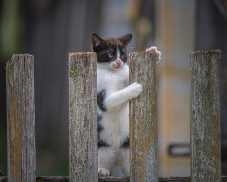 Portrait of a beautiful domestic cat in a rustic yard.の写真素材