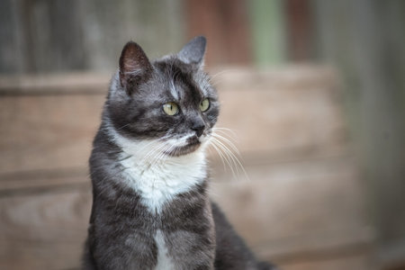 Portrait of a beautiful domestic cat in a rustic yard.の写真素材