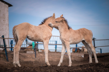 A beautiful thoroughbred horse on a paddock farm on a summer day.の写真素材