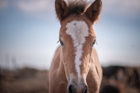 A beautiful thoroughbred horse on a paddock farm on a summer day.の写真素材