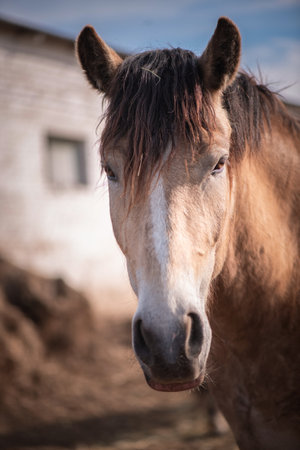 A beautiful thoroughbred horse on a paddock farm on a summer day.の写真素材