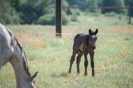 Beautiful thoroughbred horses graze on a summer field after rain.の写真素材