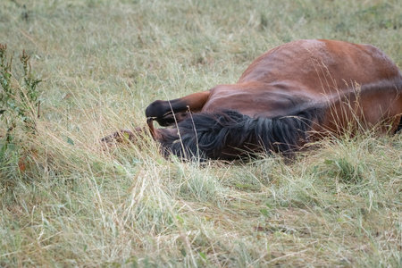 Beautiful thoroughbred horses graze on a summer field after rain.の写真素材