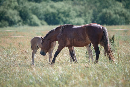 Beautiful thoroughbred horses graze on a summer field after rain.の写真素材